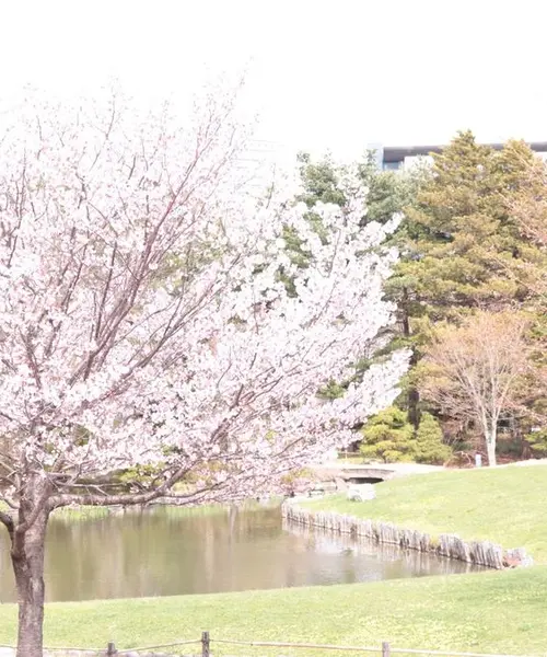 札幌お花見スポット