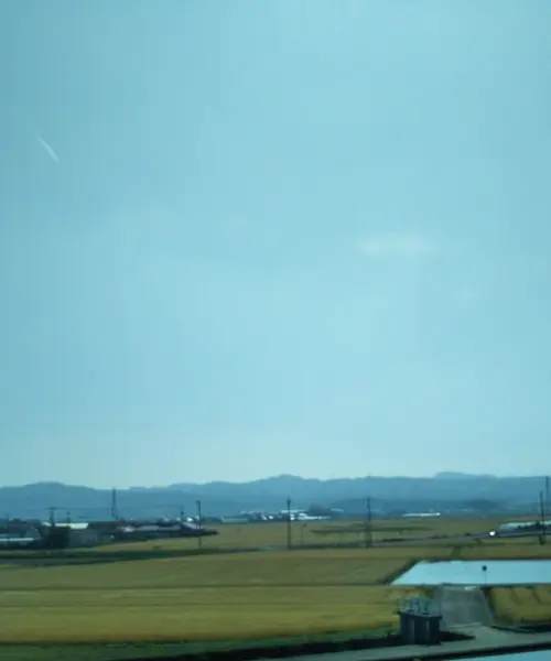 中間市の麦畑をご覧あれ