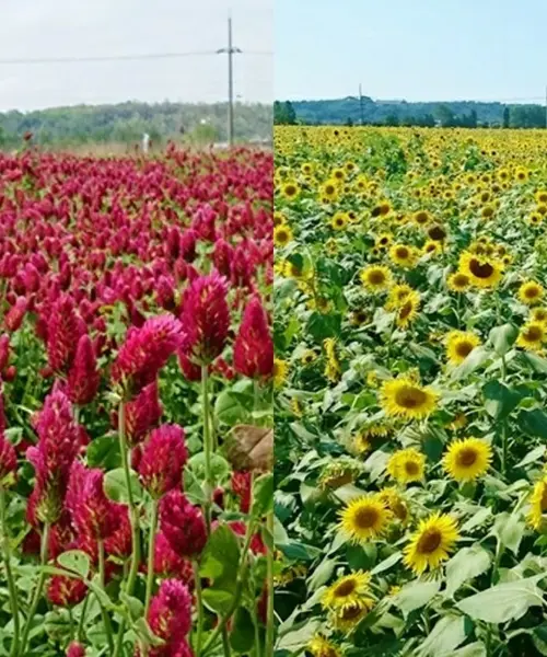 金沢近郊で壮大なお花畑に囲まれる♡ロマンチックフォトスポット!絶品スイーツも♡
