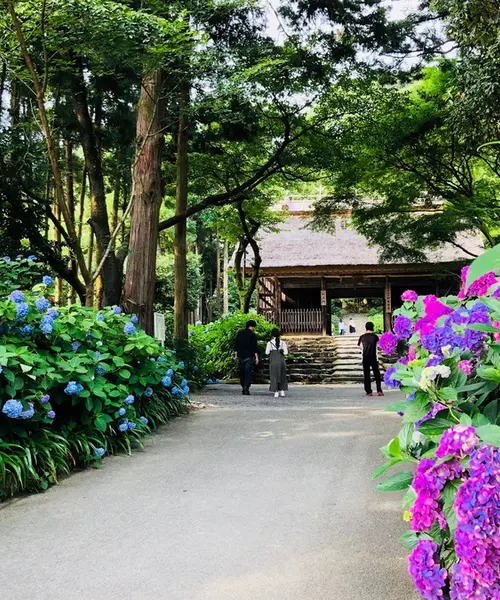 広島からぶらり紫陽花見物＋寄り道神社(下道ドライブ)