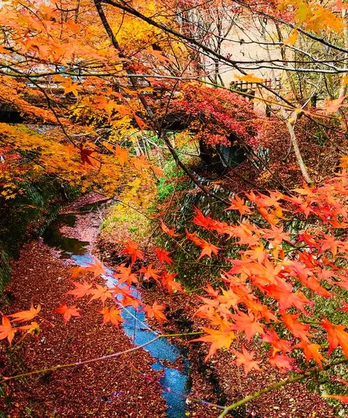 まだ粘る中国地方紅葉ドライブ🍁