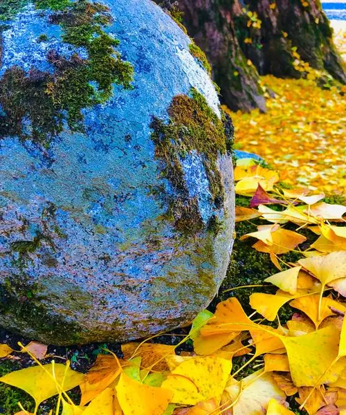 イルミネーション目指して紅葉発見🍁