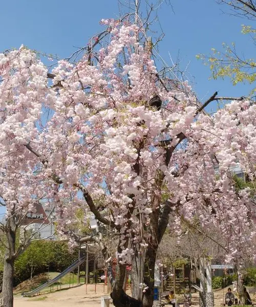 長崎🌸公園でのんびり過ごす一日🌸