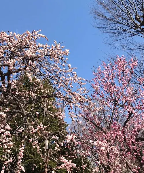 世田谷を梅散歩