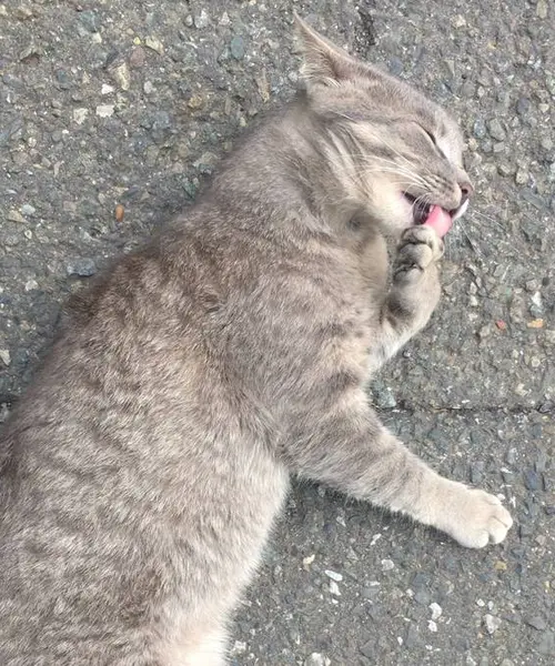 三浦でねこあつめ