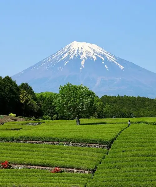 静岡長いぞ箱根旅行