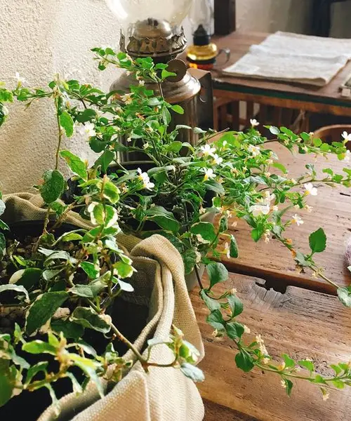 札幌のCafe巡り始めました②✨✨