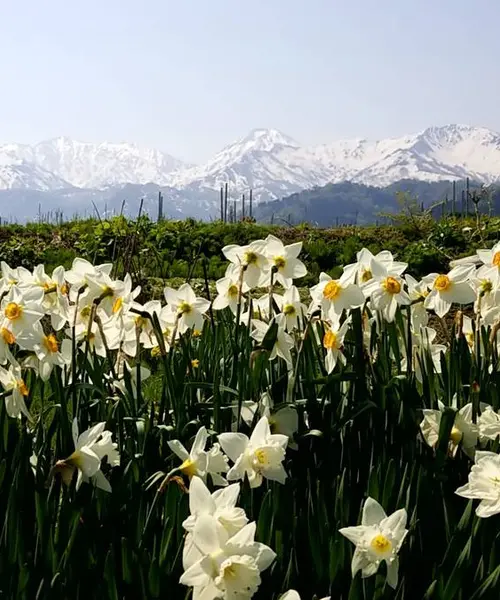 【糸魚川　藤光庵】御朱印と花と手拭いと。