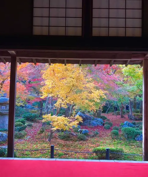 【京都】紅葉をめぐる旅。2019ver