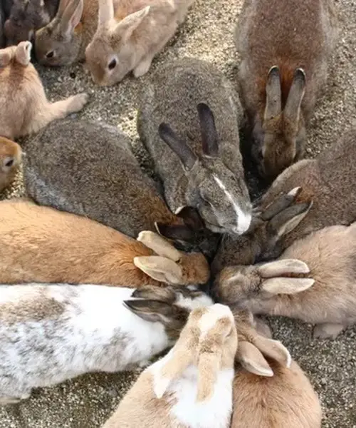 1泊2日🐰うさぎ島と尾道旅