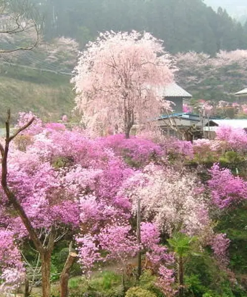 冬の桜を観に行こう！