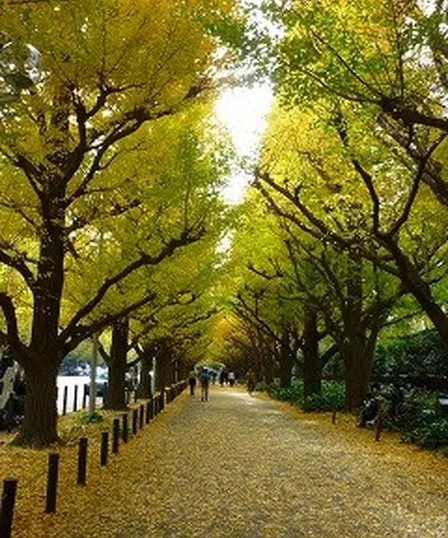 イチョウに誘われ外苑前デザイン建築散歩！