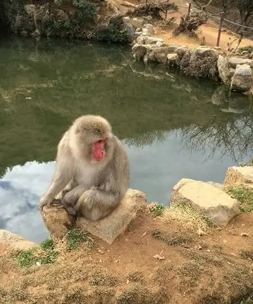 新しい嵐山の楽しみ方？モンキーパークで猿に癒されよう！