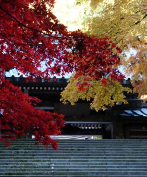 紅葉が見事な古刹「大雄山最乗寺」を中心にハイキングがてら巡る南足柄の名所