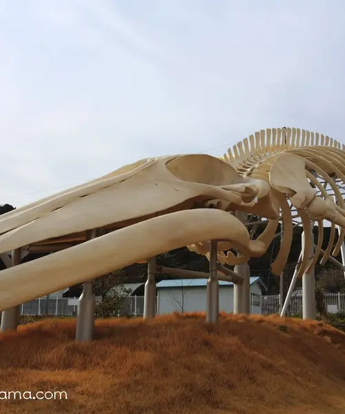 地球史上最大級の生物／シロナガスクジラを求めて