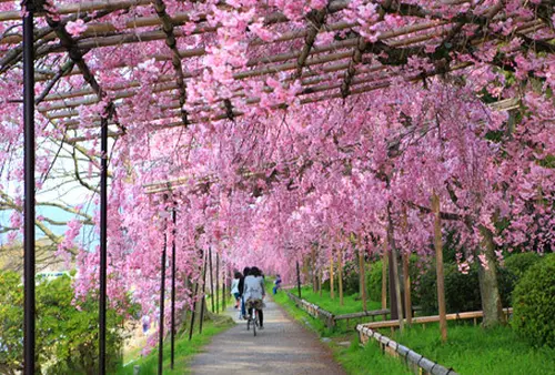 京都 賀茂川河畔を散策する大人旅