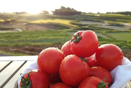 【横山史の淡路島ツアー】食体験＋日本遺産＋花の島＋御食国
