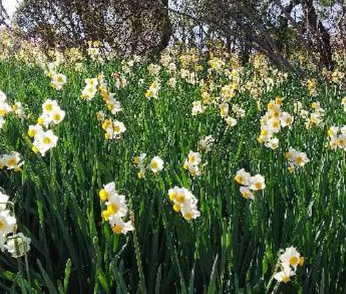 花暦行ってみたい季節の花畑　関東編