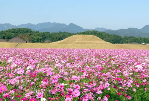 【宮崎秋の花旅】コスモスを巡る秋の花を満喫できるスポット特集！