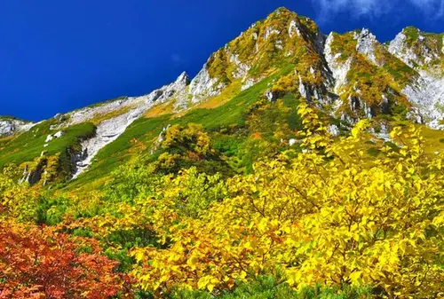 【９月下旬〜10月上旬】中央アルプス千畳敷カールの紅葉　 標高2,612ｍロープウェイで行ける絶景