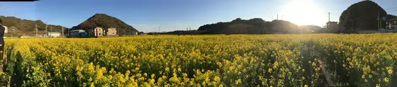 一面に広がる菜の花畑。