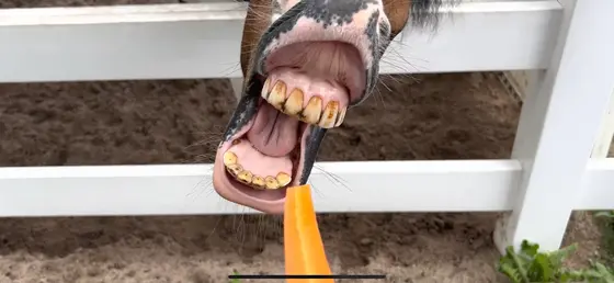 😆