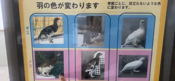 季節によって羽の色が変わるらしい！😲