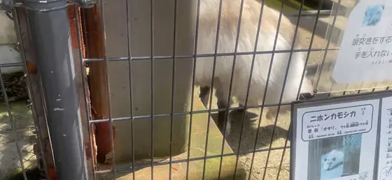 ニホンカモシカ