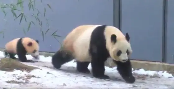 やっぱりシャンシャン！