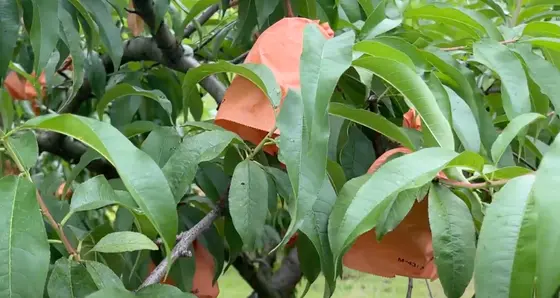 桃の木