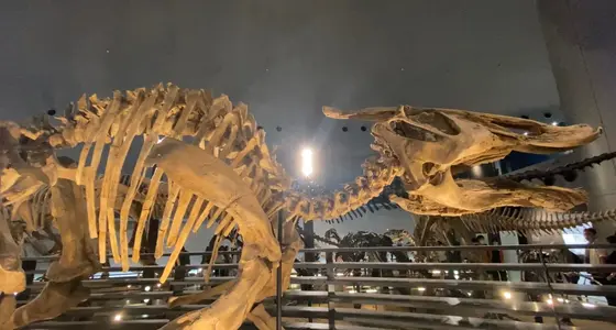 骨格模型