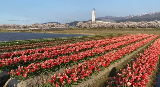 チューリップ畑