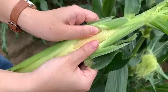 ヤングコーンの収穫体験をしました！