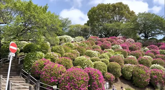 音戸大橋手前にはツツジスポット