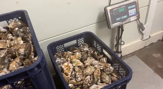 水揚げされたばかりの牡蠣