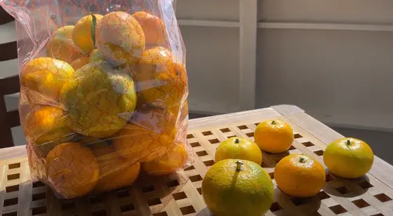 収穫したみかん🍊