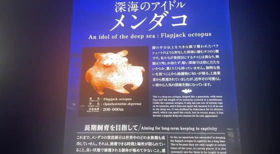 メンダコ