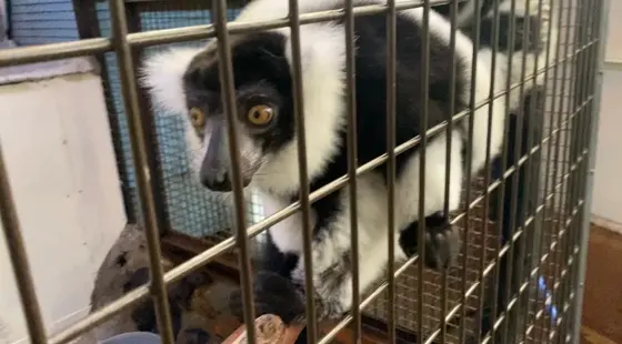 きつねの仲間🐵
