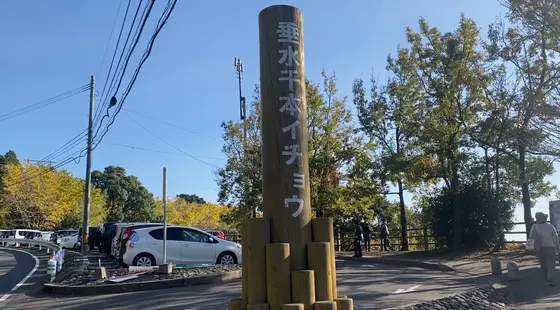 少し散りはじめてたけど、ギリギリ見頃でした😊