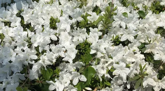 庭園内のつつじ