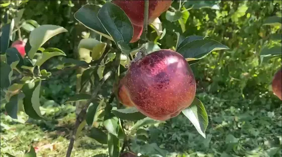 秋映