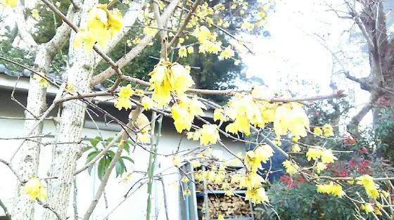 蝋梅がキレイでした