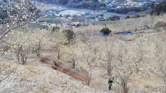 パノラマビュー