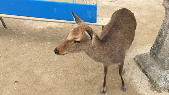 鹿
