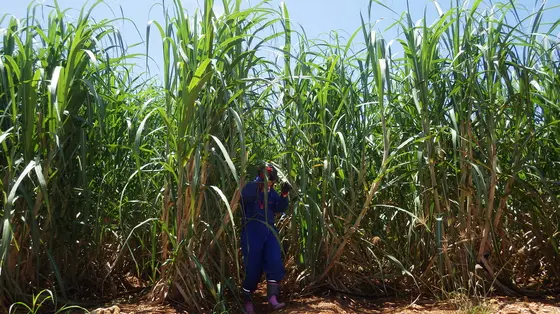 キビ畑を抜けた先に地底湖への入り口