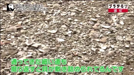 アサリ