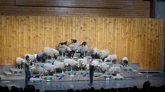 シープショー