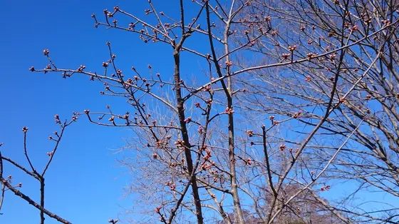 河津桜
