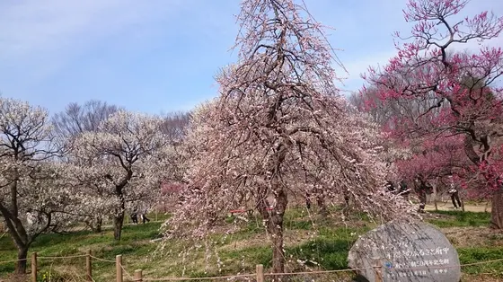 見事