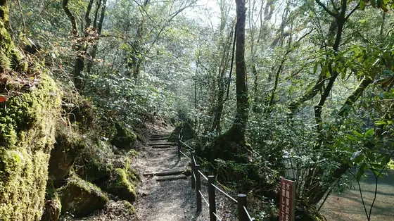 森の香りフィットンチッド満喫